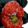 Frutilla caja granel Industria x 13,6 kg