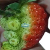 Frutilla caja granel Industria x 13,6 kg